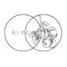 Ripe Literary Journal (hiatus) logo