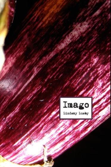 Book cover of Imago by Lindsay Lusby