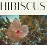 Hibiscus logo