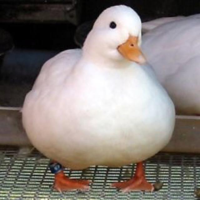 leetle duck avatar