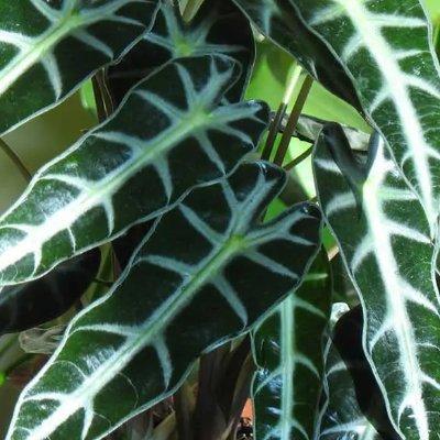 Cover of ALOCASIA