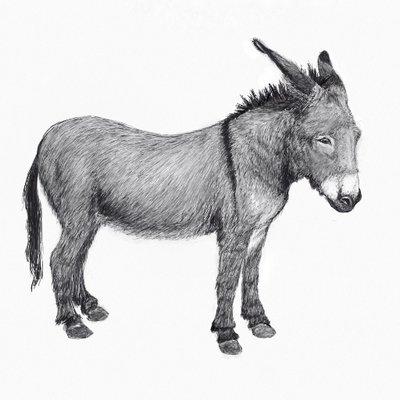 Cover of Okay Donkey